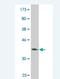 Peroxiredoxin 4 antibody, H00010549-M03, Novus Biologicals, Western Blot image 