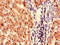 Fumarylacetoacetate Hydrolase antibody, A62538-100, Epigentek, Immunohistochemistry paraffin image 