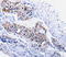 RAB26, Member RAS Oncogene Family antibody, TA322384, Origene, Immunohistochemistry paraffin image 