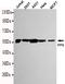 PPT antibody, TA347026, Origene, Western Blot image 