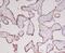 Growth Hormone 1 antibody, M00851-1, Boster Biological Technology, Immunohistochemistry paraffin image 