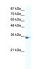 Interferon Regulatory Factor 2 antibody, orb333104, Biorbyt, Western Blot image 