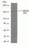 Insulin Receptor Substrate 1 antibody, 700662, Invitrogen Antibodies, Western Blot image 