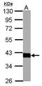 Aldolase, Fructose-Bisphosphate B antibody, PA5-34659, Invitrogen Antibodies, Western Blot image 