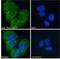 Neuroligin 1 antibody, NBP2-76348, Novus Biologicals, Immunofluorescence image 
