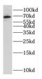 EBF Transcription Factor 3 antibody, FNab02614, FineTest, Western Blot image 