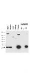 Selenoprotein W antibody, TA319459, Origene, Western Blot image 
