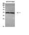 ER Lipid Raft Associated 1 antibody, A08034-1, Boster Biological Technology, Western Blot image 