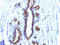 PEM antibody, AM50140PU-T, Origene, Immunohistochemistry frozen image 