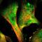 Sorcin antibody, NBP2-55404, Novus Biologicals, Immunocytochemistry image 