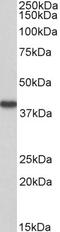 Oxidized Low Density Lipoprotein Receptor 1 antibody, 43-707, ProSci, Western Blot image 
