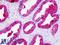 Kallikrein Related Peptidase 3 antibody, LS-B8973, Lifespan Biosciences, Immunohistochemistry frozen image 
