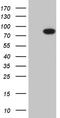 Ribosomal Protein S6 Kinase A2 antibody, LS-C799056, Lifespan Biosciences, Western Blot image 