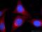 Zinc Finger Protein 140 antibody, 24531-1-AP, Proteintech Group, Immunofluorescence image 