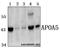 Apolipoprotein A5 antibody, GTX66816, GeneTex, Western Blot image 