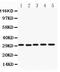 CD82 Molecule antibody, LS-C344025, Lifespan Biosciences, Western Blot image 