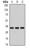 Ras Association Domain Family Member 1 antibody, orb340741, Biorbyt, Western Blot image 