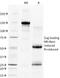 CD28 antibody, 33-092, ProSci, Western Blot image 
