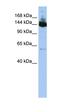 Symplekin antibody, orb325044, Biorbyt, Western Blot image 