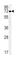 Thiamine transporter 2 antibody, abx032487, Abbexa, Western Blot image 