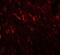 Prickle-like protein 2 antibody, NBP2-81938, Novus Biologicals, Immunofluorescence image 