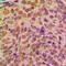 Cycb antibody, LS-C351953, Lifespan Biosciences, Immunohistochemistry frozen image 