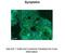 Symplekin antibody, PA5-42260, Invitrogen Antibodies, Immunohistochemistry frozen image 