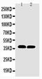 Coi antibody, LS-C343872, Lifespan Biosciences, Western Blot image 