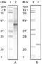 Apolipoprotein A5 antibody, MA5-15265, Invitrogen Antibodies, Western Blot image 