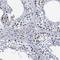Heat Shock Transcription Factor 2 antibody, NBP1-86330, Novus Biologicals, Immunohistochemistry frozen image 
