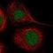 Cadherin 17 antibody, NBP1-88237, Novus Biologicals, Immunofluorescence image 