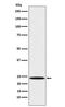 Mitotic Arrest Deficient 2 Like 1 antibody, M00785-2, Boster Biological Technology, Western Blot image 