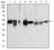Tubulin Beta 1 Class VI antibody, NBP2-52577, Novus Biologicals, Western Blot image 