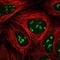 Nuclear VCP Like antibody, NBP2-37861, Novus Biologicals, Immunofluorescence image 