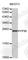 Peptidylprolyl Isomerase B antibody, A3142, ABclonal Technology, Western Blot image 