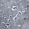 Ras Homolog Family Member A antibody, LS-C94742, Lifespan Biosciences, Immunohistochemistry paraffin image 