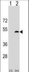 Leupaxin antibody, LS-C160066, Lifespan Biosciences, Western Blot image 