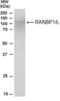Exportin 7 antibody, NB100-1378, Novus Biologicals, Western Blot image 