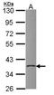 PDLIM1 Interacting Kinase 1 Like antibody, NBP2-19751, Novus Biologicals, Western Blot image 