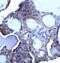 Deoxyribonuclease 2, Lysosomal antibody, 2059, ProSci, Immunohistochemistry paraffin image 