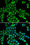 Cystatin C antibody, 16-135, ProSci, Immunofluorescence image 