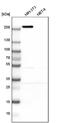Myoferlin antibody, NBP1-84694, Novus Biologicals, Western Blot image 