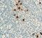 Tryptase Alpha/Beta 1 antibody, FNab08904, FineTest, Immunohistochemistry frozen image 