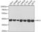 Replication Factor C Subunit 4 antibody, A5485, ABclonal Technology, Western Blot image 