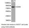 CD44 antibody, LS-C192994, Lifespan Biosciences, Western Blot image 