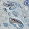 Regenerating Family Member 4 antibody, AF1379, R&D Systems, Western Blot image 