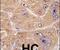 Alpha-L-Fucosidase 2 antibody, PA5-14672, Invitrogen Antibodies, Immunohistochemistry frozen image 