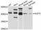 Nudix Hydrolase 9 antibody, abx126285, Abbexa, Western Blot image 