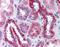 BAI1 Associated Protein 2 Like 1 antibody, orb89791, Biorbyt, Immunohistochemistry paraffin image 