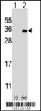 MAGE Family Member H1 antibody, 62-160, ProSci, Western Blot image 